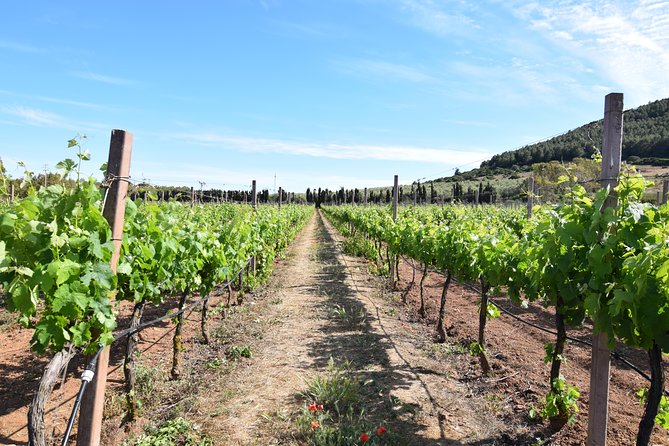 Guided Wine and Olive oil tasting - Can You Buy Bottles and EVOO On Site?