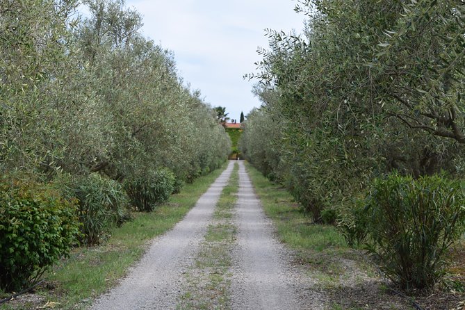 Guided Wine and Olive oil tasting - Private-Feeling Service in a Maximum-34 Group