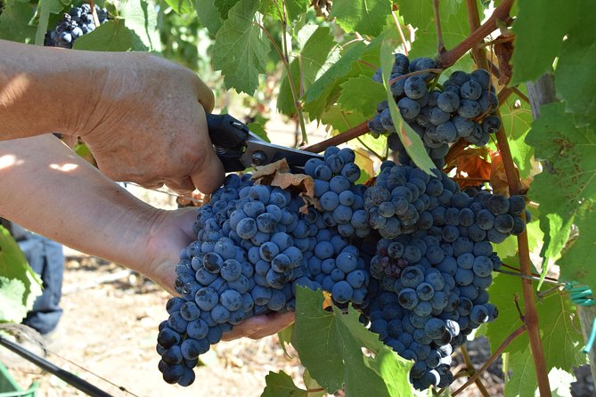 Guided Wine and Olive oil tasting - Price and Logistics: Is $40.70 Worth It?