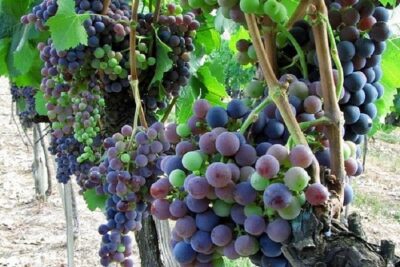 Half-Day Chianti Wine and Olive Oil Tour from Viareggio - At the winery: meet the winemakers and get the story behind Chianti