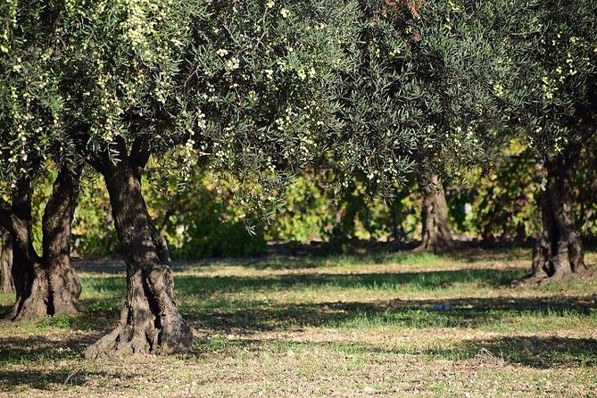 Half-Day Chianti Wine and Olive Oil Tour from Viareggio - Price and logistics: what you’re actually paying for