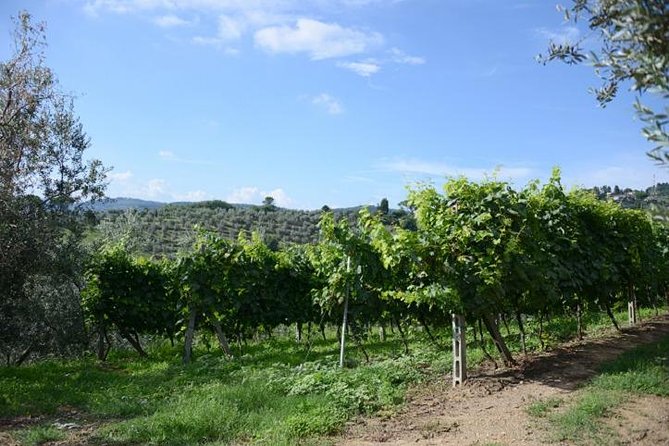 Half-Day Chianti Wine and Olive Oil Tour from Viareggio - FAQ