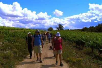 Half Day Tour of Wineries and Olive Oil from Mendoza - Boutique wineries: tastings that come with context