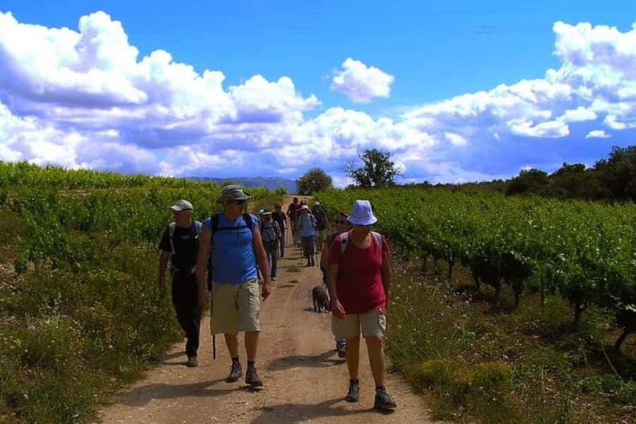 Half Day Tour of Wineries and Olive Oil from Mendoza - Boutique wineries: tastings that come with context