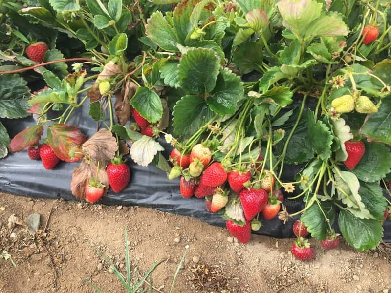 Heraklion: Knossos, Zeus, Villages & Olive Oil Factory Tour - Key things that make this tour worth your day