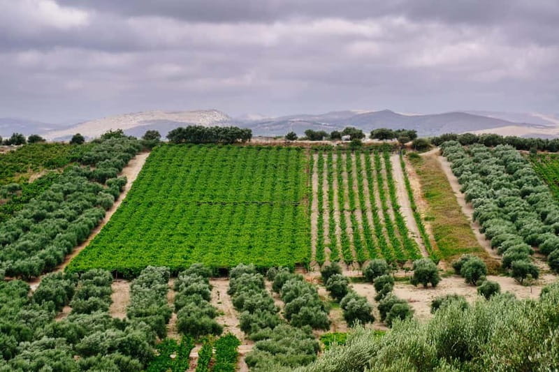 Heraklion: Olive oil and Wine Tour with Lunch - Key things to know before you go