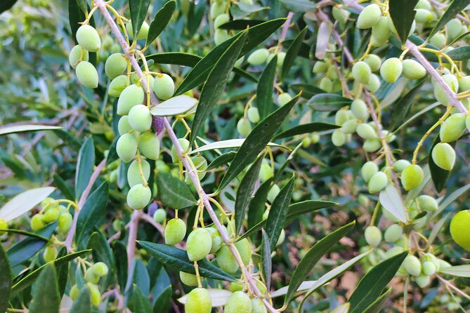 Heraklion Private Olive Oil and Wine Gastronomy tour with Lunch - Kleanthi Olive Farm: Where the EVOO Lesson Starts
