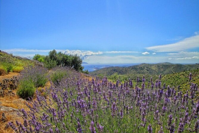 Hvar: Island tour with Wine and Olive Oil Tasting - Fort Napoljun (Napoleon Fortress): 15 Minutes That Pay Off