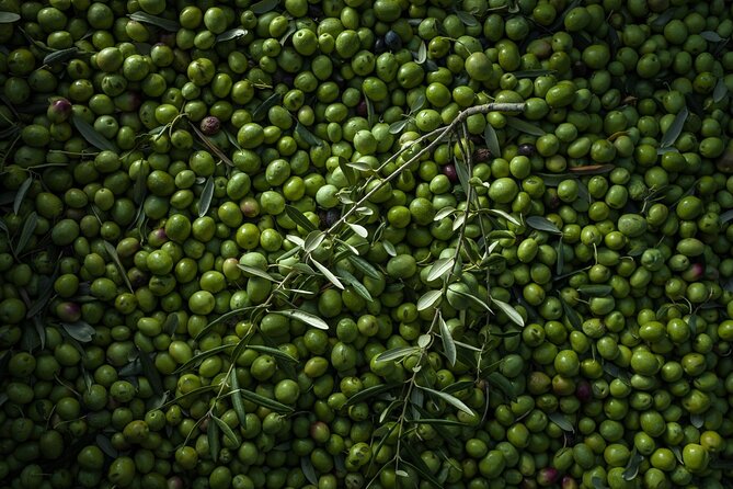 Hvar: Island tour with Wine and Olive Oil Tasting - Duboković Winery in Jelsa: Wine, Darnekuša, and Olive Oil That Actually Excites
