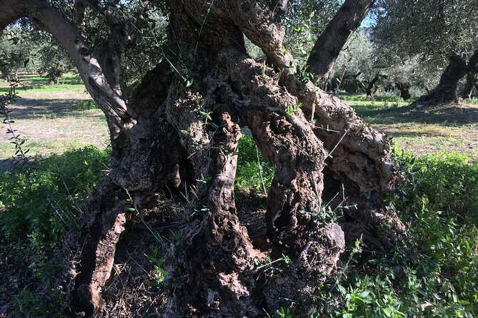In Crete Discover the miracle of Olive Oil and Organic Fruits - Price and Value: What $179.43 Really Covers