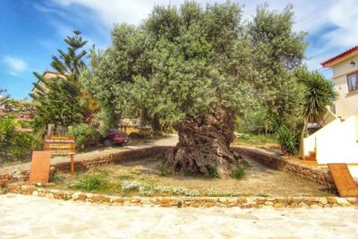 In Crete Discover the miracle of Olive Oil and Organic Fruits - Vryses Old Olive Mill: How It Worked in Earlier Centuries