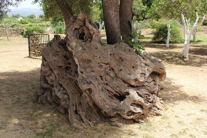 In Crete Discover the miracle of Olive Oil and Organic Fruits - Tsivaras and the Possibly Oldest Olive Tree: Touching a Legend