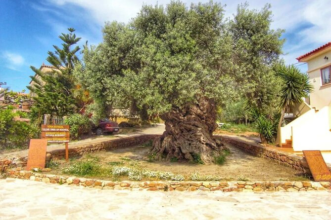 In Crete Discover the miracle of Olive Oil and Organic Fruits - Vryses Old Olive Mill: How It Worked in Earlier Centuries