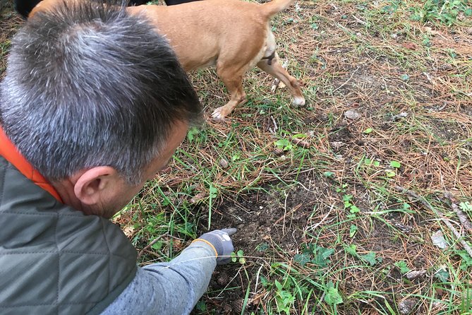 Istrian tapestry - gourmet tour combining wine, truffles and olive oil - Truffle hunt and truffle tastings: how the hunt translates to your plate