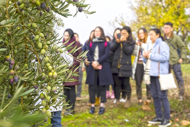 Jaén Discover the Secrets of Olive Oil: Tour & Sensory Tasting - The Jaén grove start: where the story begins