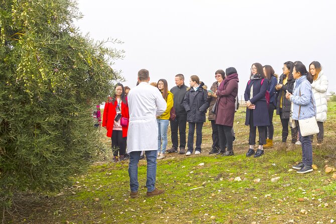 Jaén Discover the Secrets of Olive Oil: Tour & Sensory Tasting - The guided tasting: learning to read EVOO like a pro