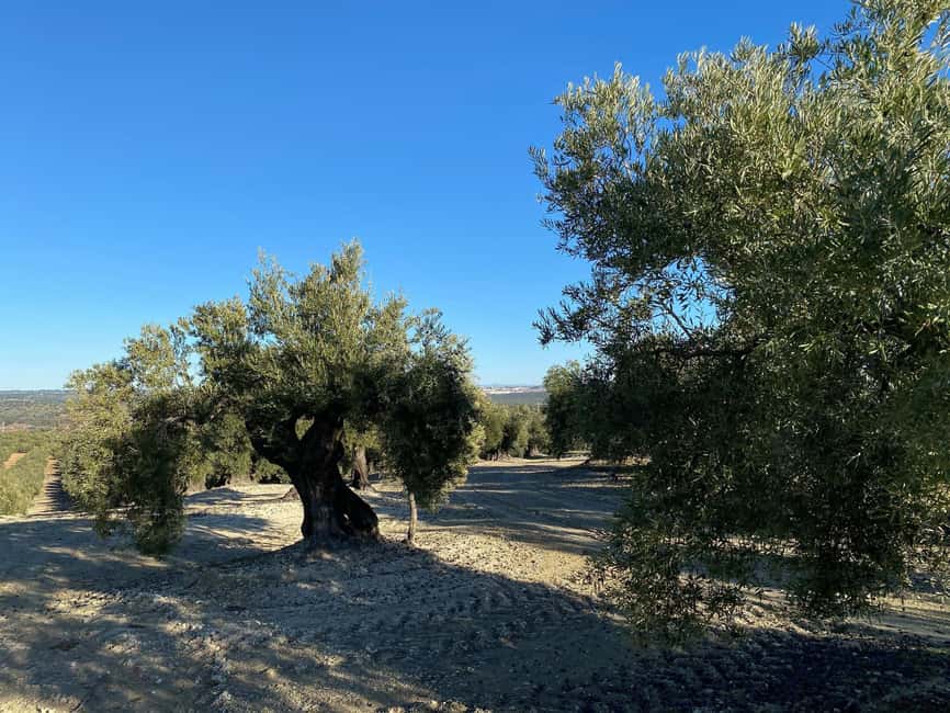 Jaén Discover the Secrets of Olive Oil: Tour & Tasting - Entering the modern oil mill: where explanations become real