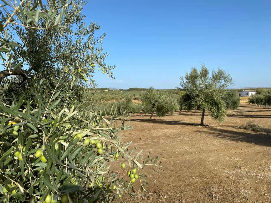 Jaén Discover the Secrets of Olive Oil: Tour & Tasting - Price and value: is $31 for 1.5 hours fair?