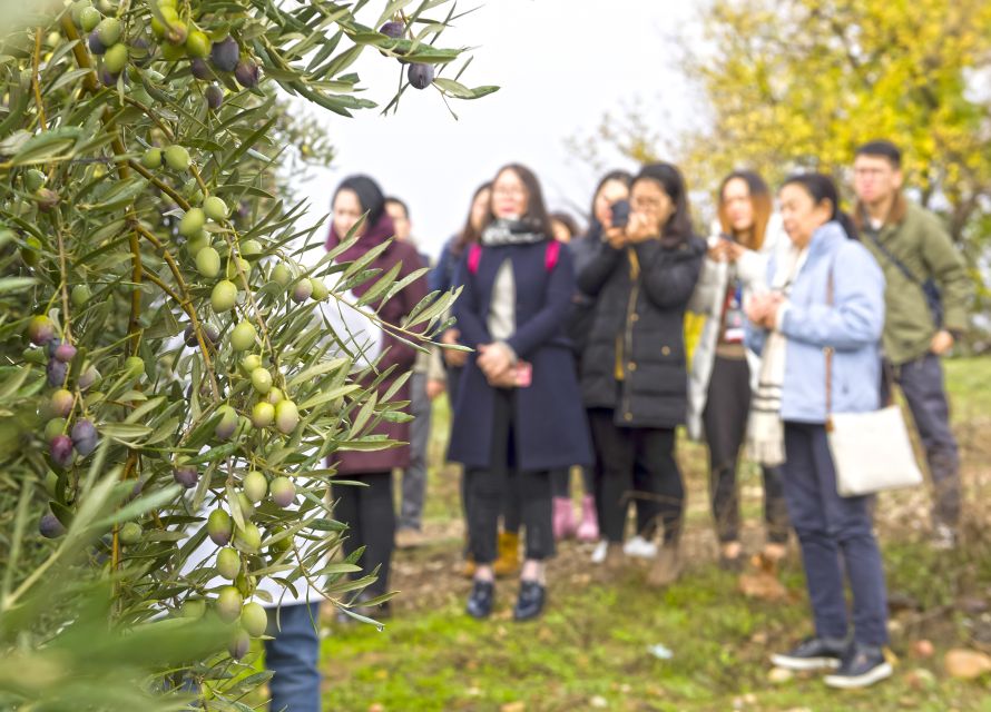 Jaén Discover the Secrets of Olive Oil: Tour & Tasting - Don’t skip the restaurant on site