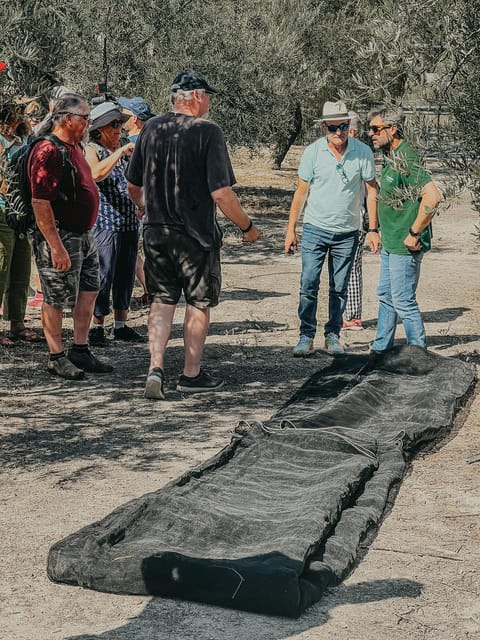Jaén: Guided Olive Grove Tour - From tree to harvest: what you’ll learn in the olive grove