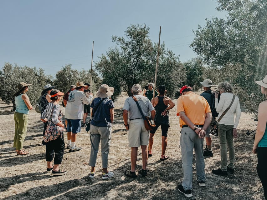 Jaén: Guided Olive Grove Tour - Inside the olive mill: where olives become oil
