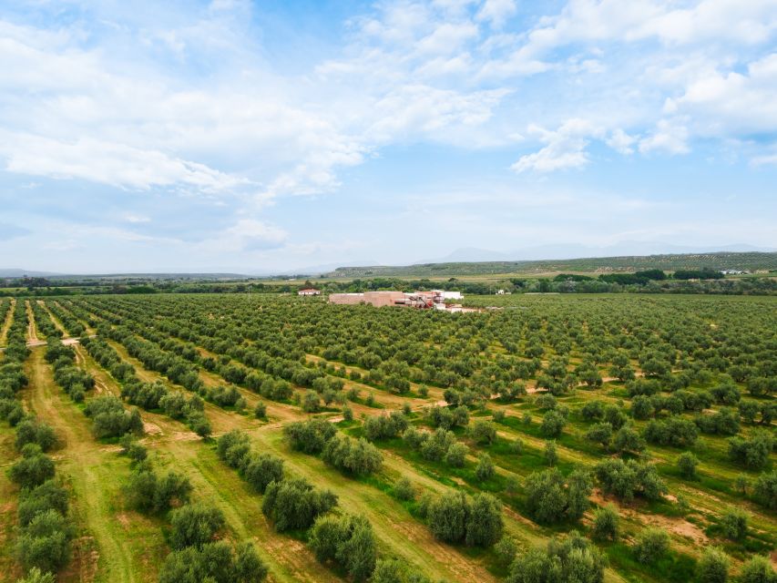 Jaen: Olive oil tour with the 5 senses, grove and tasing - Aires de Jaén in Jabalquinto: what kind of olive oil experience this is