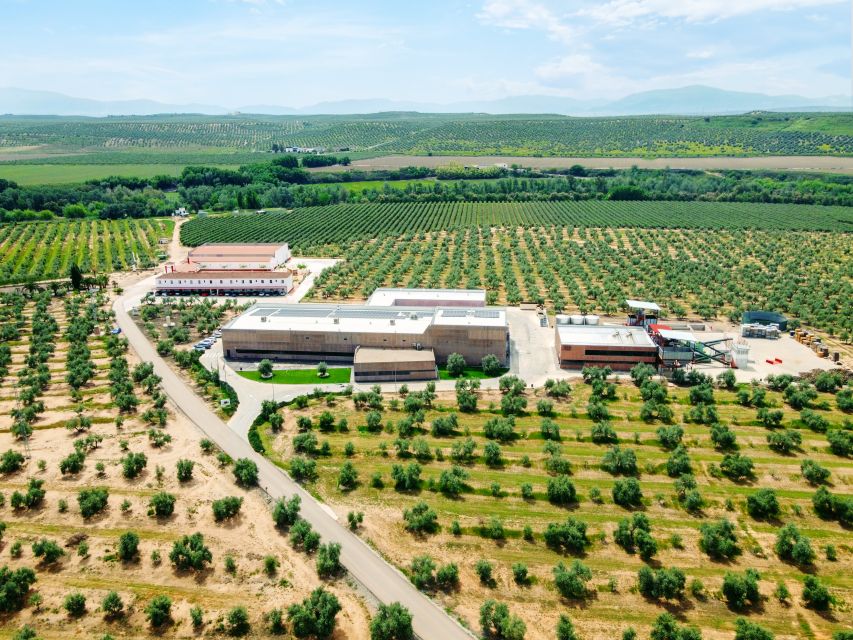 Jaen: Olive oil tour with the 5 senses, grove and tasing - Should you book the Jaén olive oil tour?