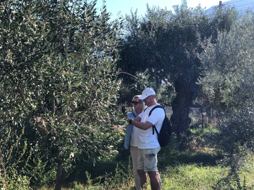 Kalamata, Greece: Organic Olive Grove Tour-Olive oil tasting - Timing, meeting point, and what to expect logistically