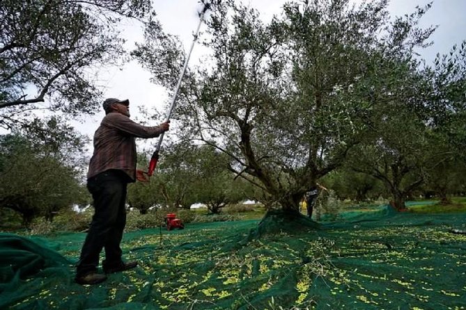 Katakolon Small Group Tour: Olympic site, Honey/Olive Oil Tasting - Guide style, timing, and the feel of a max-17 group