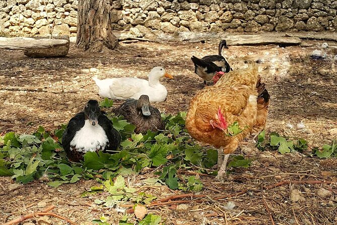 Kefalonia: Private Olive Oil, Honey & Wine Tasting Experience - What to Expect as a Private Group (Only Your People)