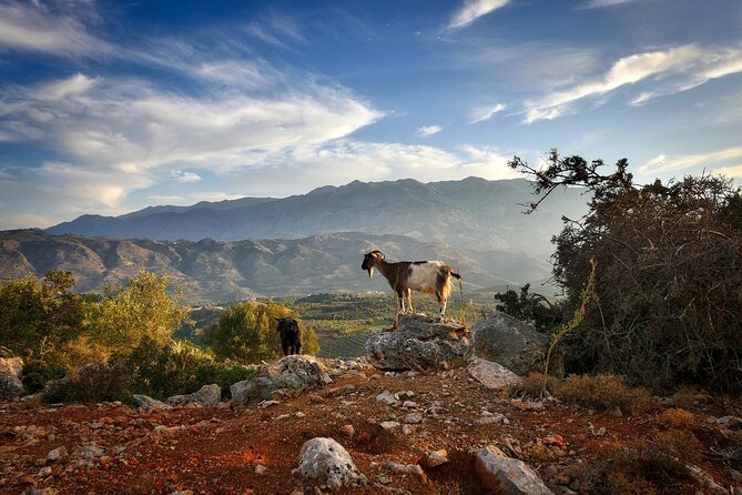 Knossos & Lasithi Plateau: Villages, Olive Oil Tour From Elounda - Omalia Olive Press: the liquid gold lesson you can taste
