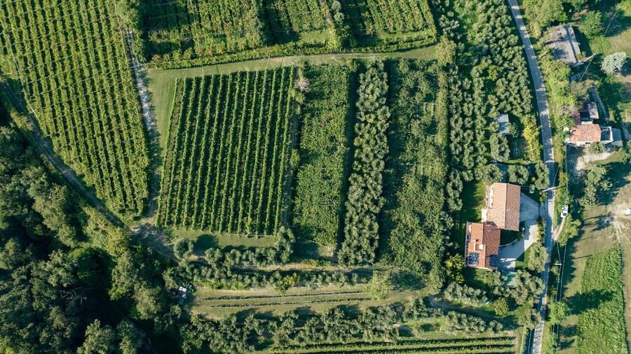 Lake Garda: Tour with 4 Olive Oil Tasting & Local Food - Entering a family olive oil estate above Lake Garda