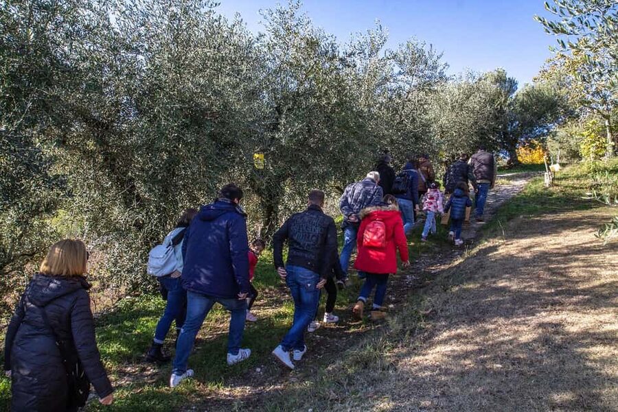 Lake Garda: Tour with 4 Olive Oil Tasting & Local Food - Duration and pacing: what 2 hours feels like in real life