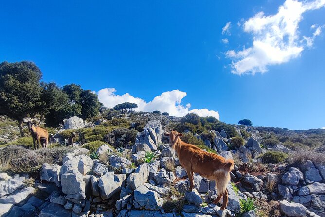Lasithi plateau,wine and olive oil tasting,Greek Mythology park - Mochos and Krasi: villages, a church pause, and that ancient plane tree