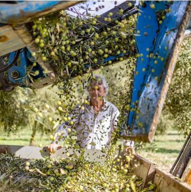 Mallorca: Bodega & Olives Minibustour with wine/oil tasting - Key highlights you’ll feel right away