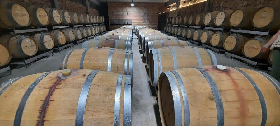 Mallorca: Bodega & Olives Minibustour with wine/oil tasting - Who This Mallorca Tour Fits Best (and Who Should Skip It)