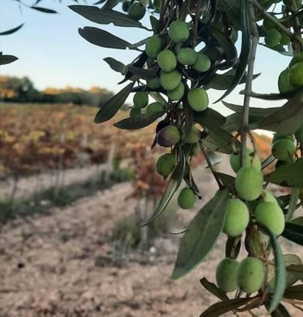 Mallorca: Bodega & Olives Minibustour with wine/oil tasting - Price and Value: What $152 Covers for a Full Day of Producer Visits