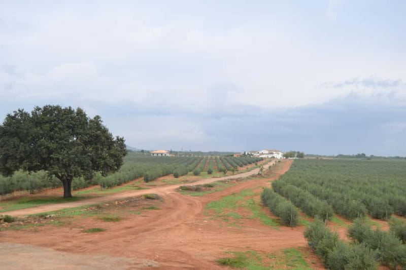 Mallorca: Bodega & Olives Minibustour with wine/oil tasting - Getting From Your Hotel to the Vineyards Without Losing the Morning