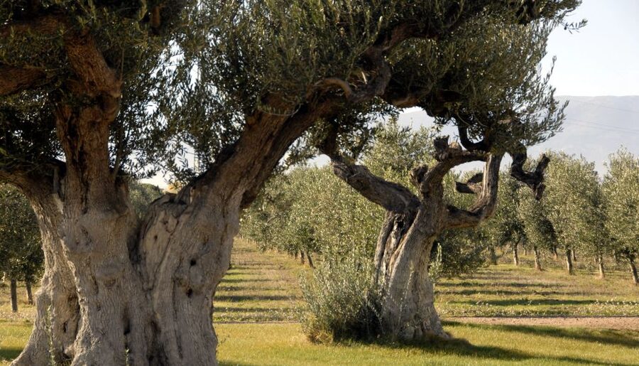 Midday Olive Oil Tour and Visit to Old Town of Belchite - Inside a Traditional Olive Oil Mill (Taste the Difference)