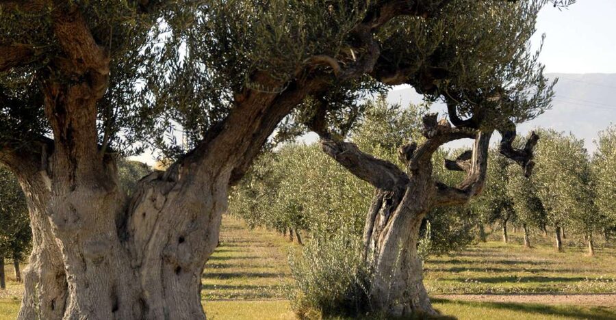 Midday Olive Oil Tour and Visit to Old Town of Belchite - A Walk Through Hundred-Year-Old Olive Trees (And the People Behind Them)