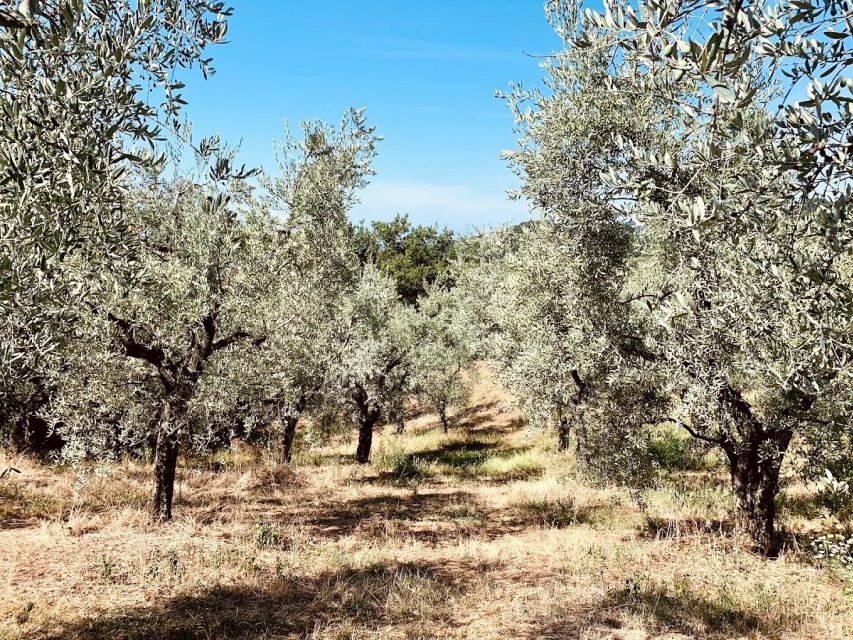 Montecatini Terme: Olive Grove Tour with Oil Tasting - Getting There From Montecatini Terme: Meeting Point and Transport Reality Check