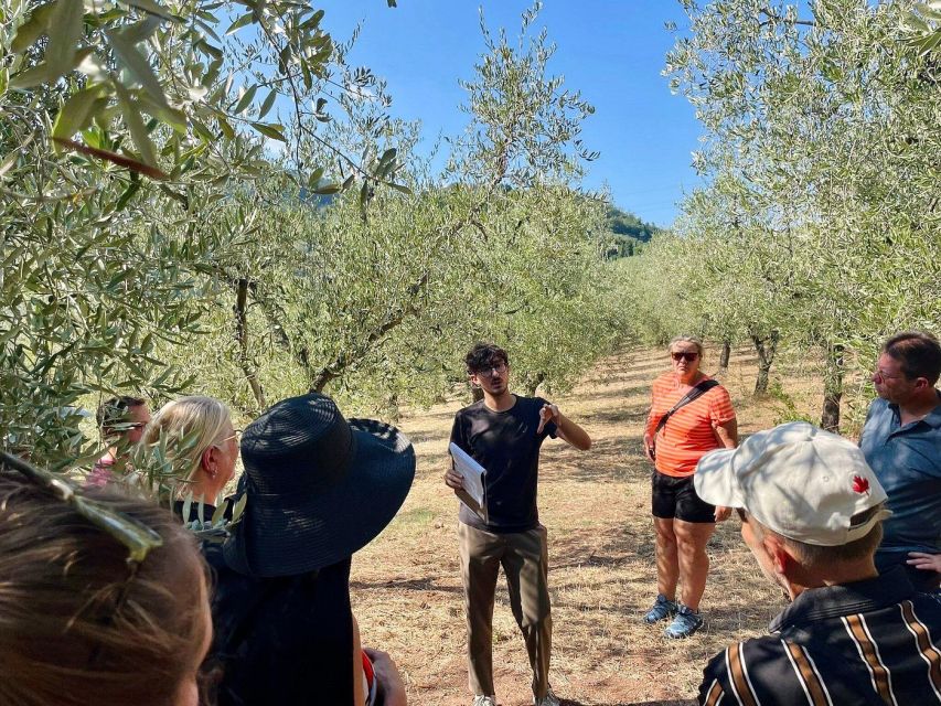 Montecatini Terme: Olive Grove Tour with Oil Tasting - Price and Timing: Is $47 Worth Two Hours?