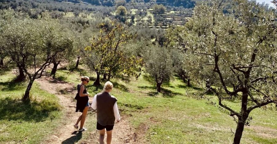 Montecatini Terme: Olive Grove Tour with Oil Tasting - Who This Tour Fits Best (and Who Might Want Something Else)