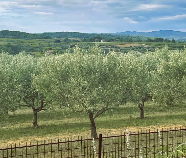 Montpellier : Visit lavender field and an Olive Oil Mill - Key highlights at a glance
