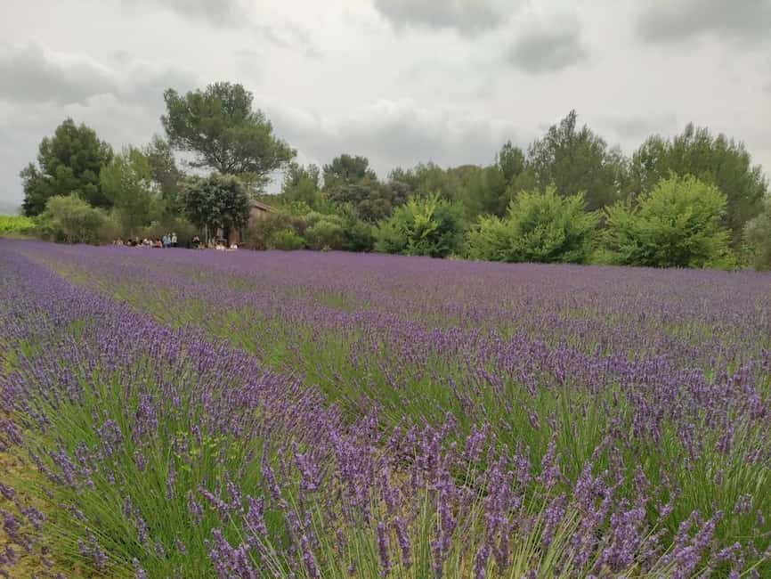 Montpellier : Visit lavender field and an Olive Oil Mill - Moulin du Mas Palat: how the olive oil mill visit turns tasting into understanding