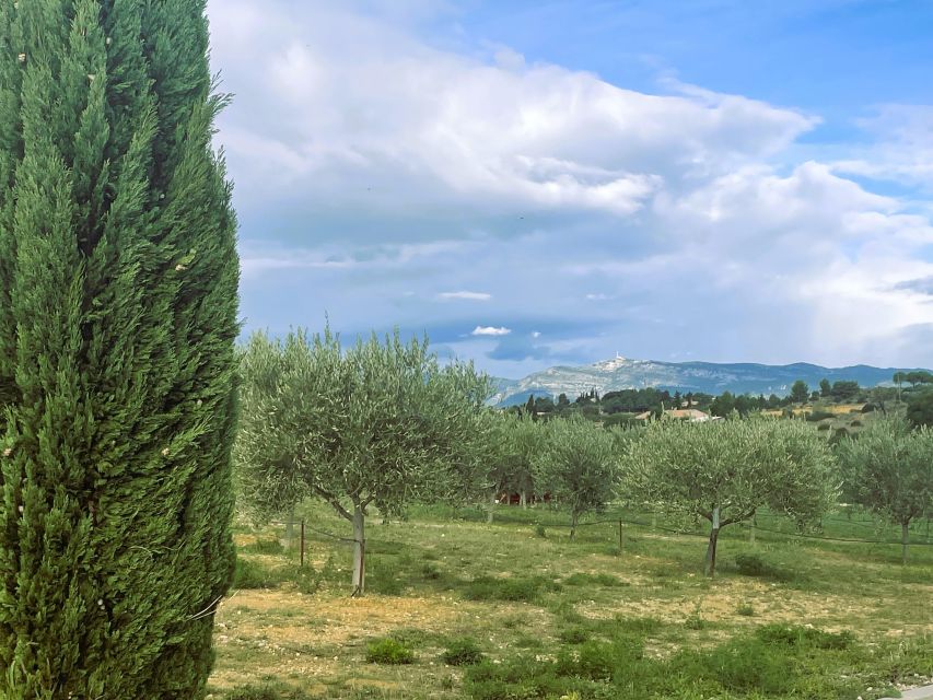 Montpellier : Visit lavender field and an Olive Oil Mill - Terrasses du Larzac viewpoints, cave visit, and wine tasting rhythm