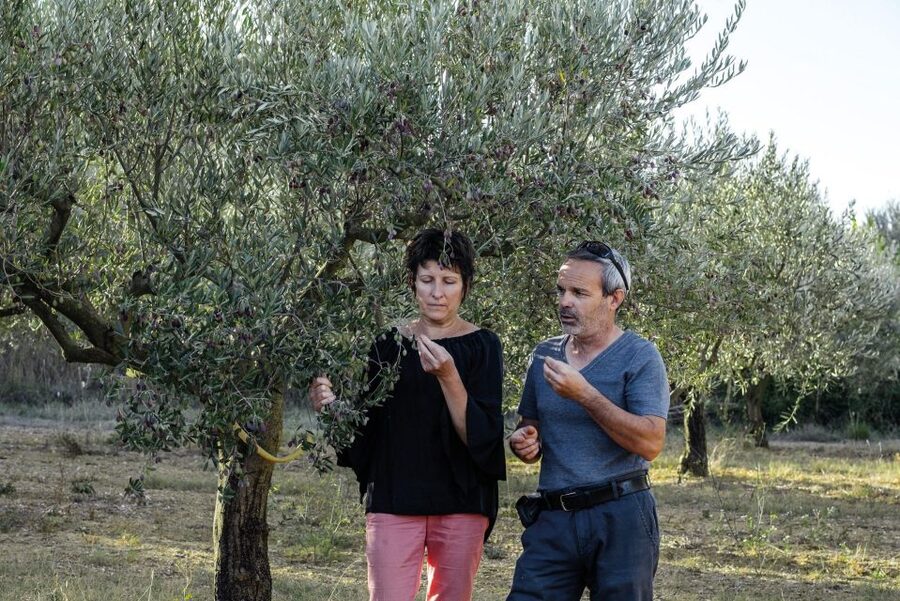Montpellier : Visit lavender field and an Olive Oil Mill - What makes this tour good value at $88