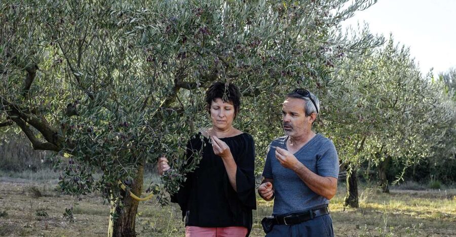 Montpellier : Visit lavender field and an Olive Oil Mill - Should you book: my honest take