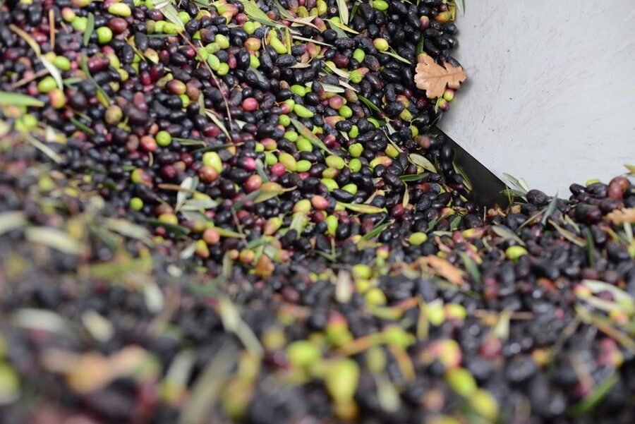 Montpellier : Visit lavender field and an Olive Oil Mill - FAQ