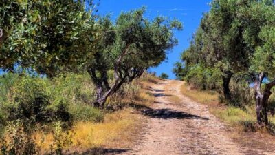 Musai Olive Oil Tour and Tasting - Why the Cold-Pressing Facility Matters (And What You’ll Learn)